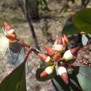 Eucalyptus blakelyi at Mount Taylor - 20 Nov 2017 12:02 PM