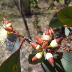 Eucalyptus blakelyi (Blakely's Red Gum) at Kambah, ACT - 20 Nov 2017 by RosemaryRoth
