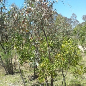 Eucalyptus blakelyi at Mount Taylor - 20 Nov 2017