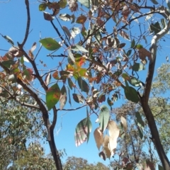 Eucalyptus blakelyi at Kambah, ACT - 20 Nov 2017