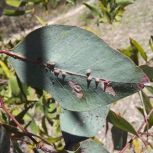 Eucalyptus blakelyi at Mount Taylor - 20 Nov 2017 12:02 PM