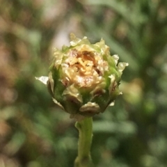 Rutidosis leptorhynchoides (Button Wrinklewort) at Wandiyali-Environa Conservation Area - 22 Nov 2017 by Wandiyali