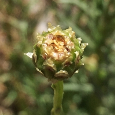 Rutidosis leptorhynchoides (Button Wrinklewort) at Wandiyali-Environa Conservation Area - 22 Nov 2017 by Wandiyali