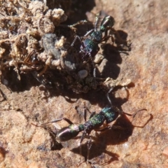 Rhytidoponera metallica (Greenhead ant) at Environa, NSW - 22 Nov 2017 by Wandiyali