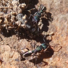 Rhytidoponera metallica (Greenhead ant) at Wandiyali-Environa Conservation Area - 21 Nov 2017 by Wandiyali