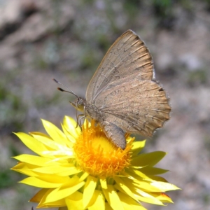 Paralucia pyrodiscus at Kambah, ACT - 22 Nov 2017