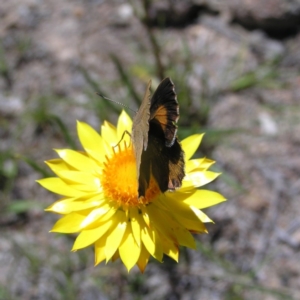 Paralucia pyrodiscus at Kambah, ACT - 22 Nov 2017