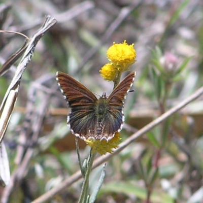 Neolucia agricola (Fringed Heath-blue) at Mount Taylor - 22 Nov 2017 by MatthewFrawley