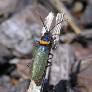 Chauliognathus lugubris at Gungahlin, ACT - 19 Nov 2017