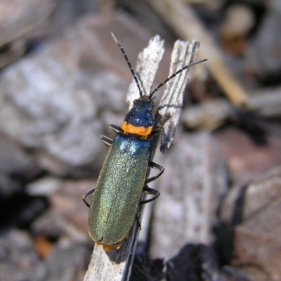 Chauliognathus lugubris (Plague Soldier Beetle) at Mulligans Flat - 19 Nov 2017 by MatthewFrawley