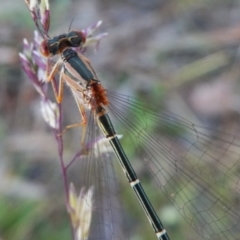 Xanthagrion erythroneurum (Red & Blue Damsel) at QPRC LGA - 20 Nov 2017 by Wandiyali