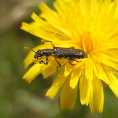 Eleale simplex (Clerid beetle) at Mulligans Flat - 18 Nov 2017 by MatthewFrawley