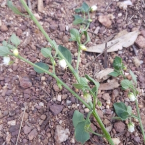 Salpichroa origanifolia at Hackett, ACT - 22 Nov 2017 11:11 AM