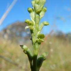 Microtis unifolia (Common Onion Orchid) at Cook, ACT - 23 Nov 2017 by CathB