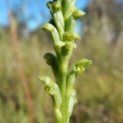 Microtis unifolia at Cook, ACT - suppressed