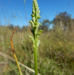 Microtis unifolia at Cook, ACT - suppressed