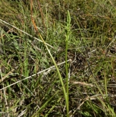 Microtis unifolia at Cook, ACT - suppressed