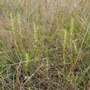 Microtis unifolia at Cook, ACT - suppressed