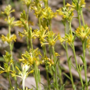 Pimelea curviflora at Forde, ACT - 19 Nov 2017