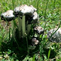 Coprinus comatus (Shaggy Ink Cap) at Yarralumla, ACT - 22 Nov 2017 by RobertD