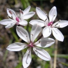 Burchardia umbellata (Milkmaids) at Mount Taylor - 22 Nov 2017 by MatthewFrawley