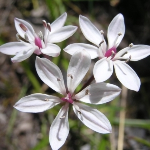 Burchardia umbellata at Kambah, ACT - 22 Nov 2017