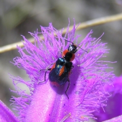 Dicranolaius villosus (Melyrid flower beetle) at Mount Taylor - 22 Nov 2017 by MatthewFrawley