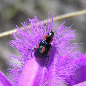 Dicranolaius villosus at Kambah, ACT - 22 Nov 2017 12:05 PM