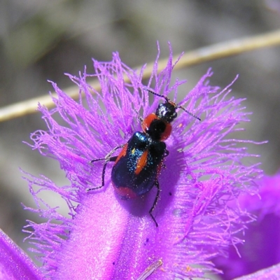 Dicranolaius villosus (Melyrid flower beetle) at Mount Taylor - 22 Nov 2017 by MatthewFrawley