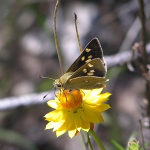 Trapezites luteus at Kambah, ACT - 22 Nov 2017 12:50 PM