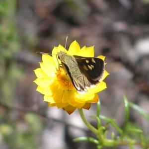 Trapezites luteus at Kambah, ACT - 22 Nov 2017 12:50 PM