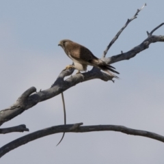 Falco cenchroides (Nankeen Kestrel) at Whitlam, ACT - 22 Nov 2017 by AlisonMilton