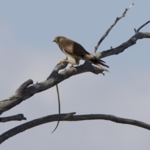 Falco cenchroides at Whitlam, ACT - 22 Nov 2017