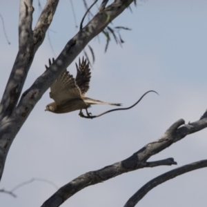 Falco cenchroides at Whitlam, ACT - 22 Nov 2017