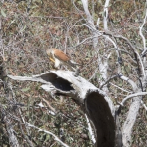 Falco cenchroides at Whitlam, ACT - 22 Nov 2017