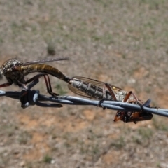 Dolopus rubrithorax (Large Brown Robber Fly) at Majura, ACT - 21 Nov 2017 by AlisonMilton