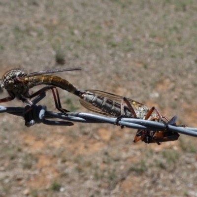 Dolopus rubrithorax (Large Brown Robber Fly) at Mount Ainslie - 21 Nov 2017 by AlisonMilton