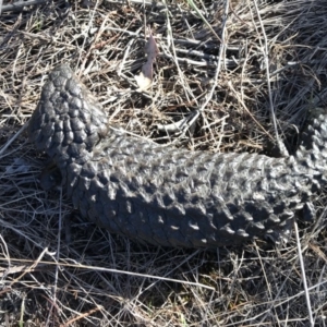 Tiliqua rugosa at Majura, ACT - 22 Nov 2017