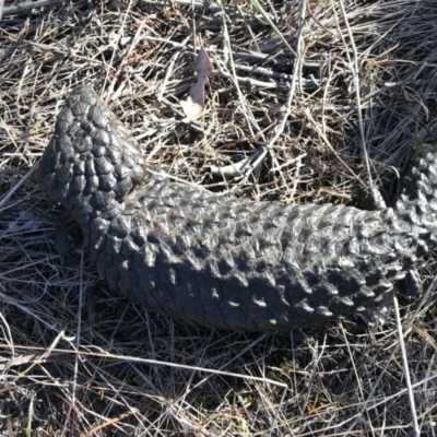 Tiliqua rugosa (Shingleback Lizard) at Mount Majura - 22 Nov 2017 by AaronClausen