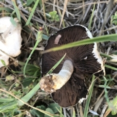 Agaricus sp. (Agaricus) at Mount Majura - 22 Nov 2017 by AaronClausen