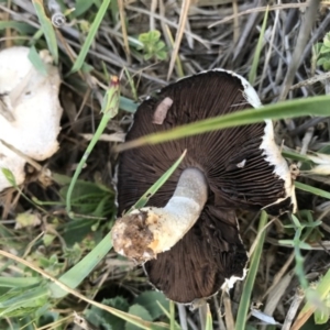 Agaricus sp. at Watson, ACT - 22 Nov 2017