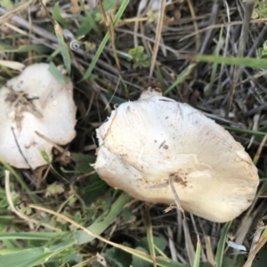 Agaricus sp. at Watson, ACT - 22 Nov 2017