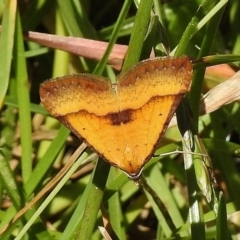 Anachloris subochraria (Golden Grass Carpet) at Bullen Range - 22 Nov 2017 by JohnBundock