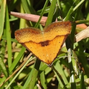 Anachloris subochraria at Bullen Range - 22 Nov 2017