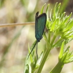 Pollanisus viridipulverulenta at Urambi Hills - 22 Nov 2017