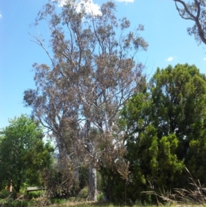 Eucalyptus rossii at Kambah, ACT - 17 Nov 2017