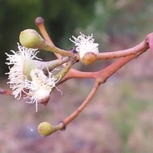 Eucalyptus rossii at Little Taylor Grasslands - 17 Nov 2017 05:36 PM