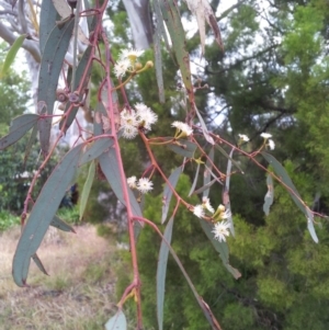 Eucalyptus rossii at Little Taylor Grasslands - 17 Nov 2017