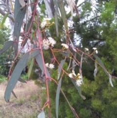 Eucalyptus rossii at Kambah, ACT - 17 Nov 2017