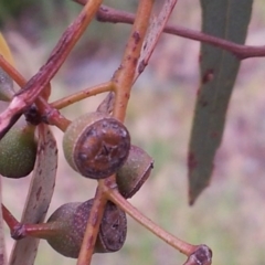 Eucalyptus rossii at Kambah, ACT - 17 Nov 2017